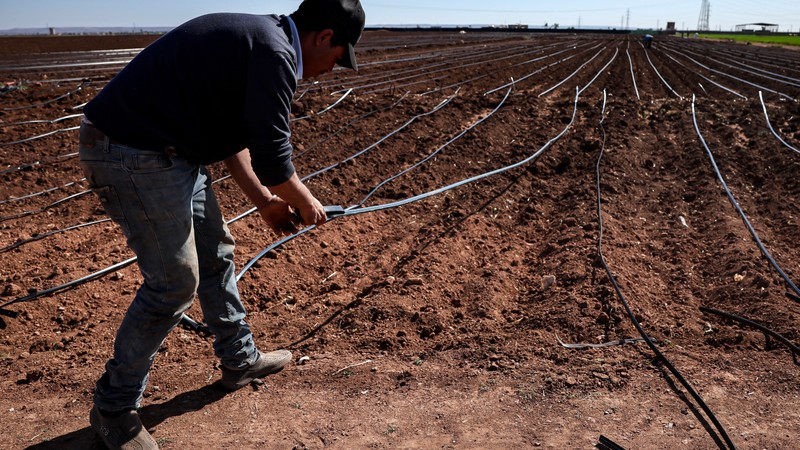 morocco's farming revolution: defying drought with science
