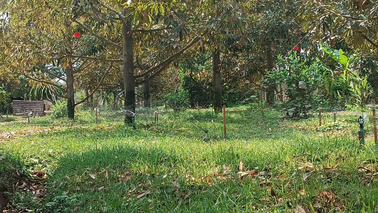 สวนทุเรียนครบุรีรับมืออากาศร้อน ปรับแผนการให้น้ำทั้งวัน ป้องกันลูกร่วงหล่น