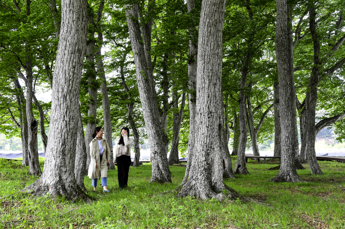 한국에서 가장 아름다운 '서어나무숲'…환경부, 5월의 생태관광지로 선정
