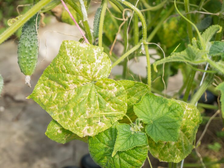 mehltau bekämpfen mit hausmitteln: 5 maßnahmen retten deine gurkenpflanzen