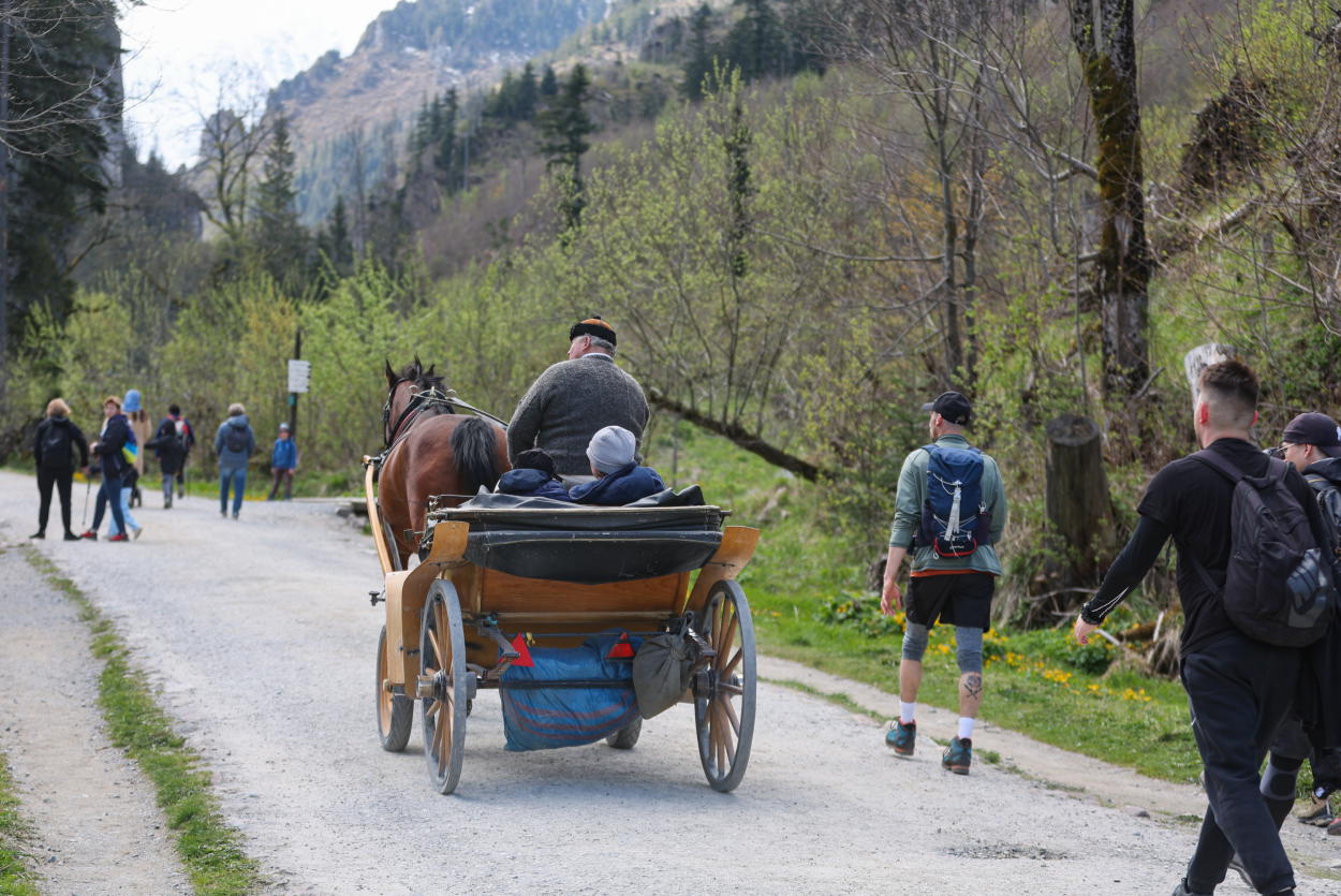 siekierski: poleciłem służbom weterynaryjnym, by zbadały sytuację koni wożących turystów w tatrach