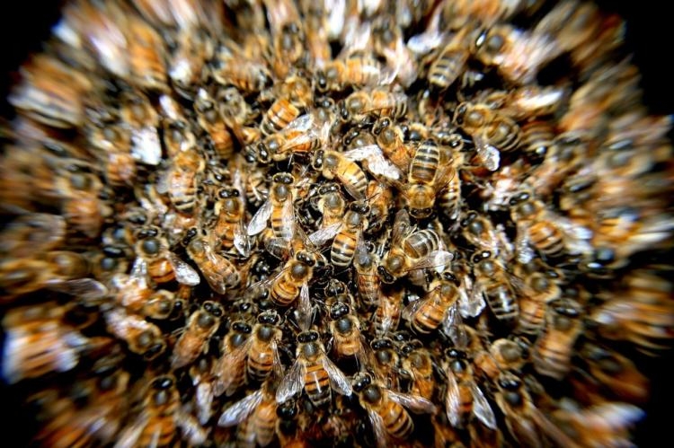« personne n’ose s’approcher » : des centaines d’abeilles en fuite, après un accident sur l’a7