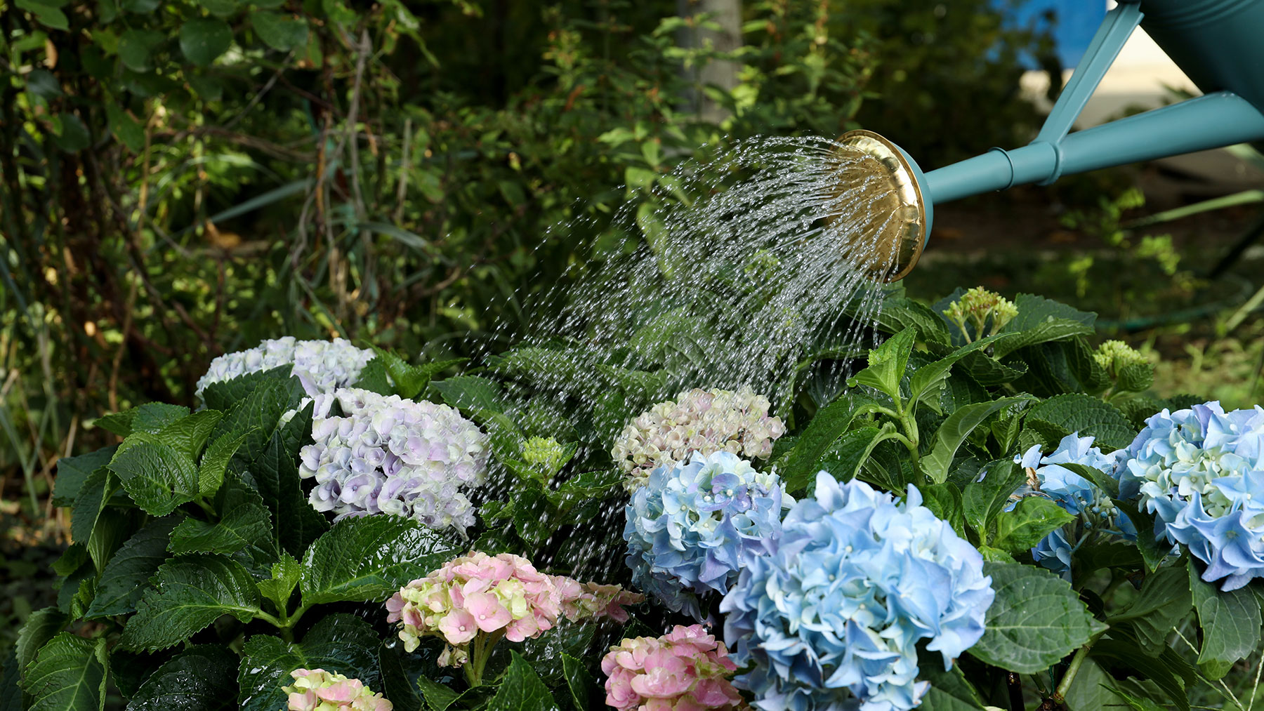 how to, how to, amazon, hydrangea not blooming? here’s why and how to fix the problem