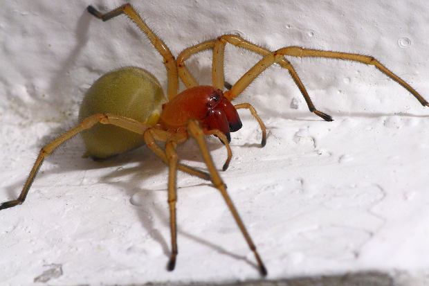 czy najbardziej jadowitego pająka w polsce można spotkać w domu? żerują głównie w piwnicach i jaskiniach