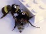 Bumblebees Exhibit Cooperative Skills Surpassing Expectations: Recent Findings<br><br>