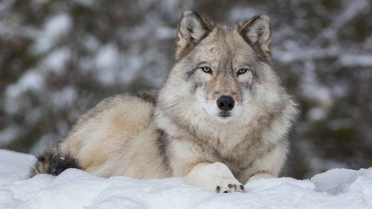 <p>The Apex Predator of the North</p><p>Gray wolves are the largest natural members of the Canidae family. Known for their complex social structures, they roam the forests and tundras of North America, Europe, and Asia.</p>