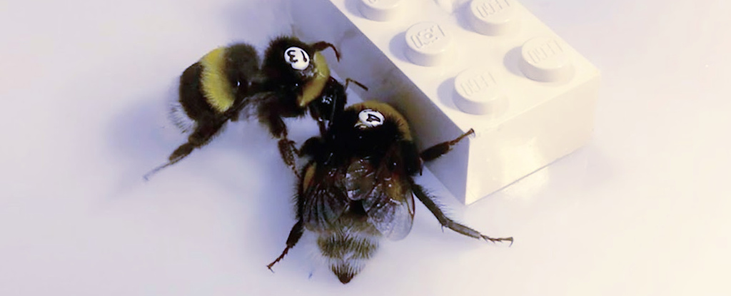 bumblebees surprise us again: new study reveals their impressive cooperative skills