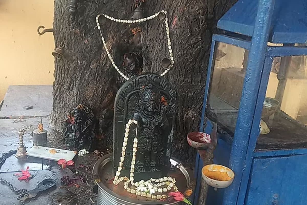 pilgrims flock to karnataka's sirsi taluk to witness lord hanuman's sacred banyan tree