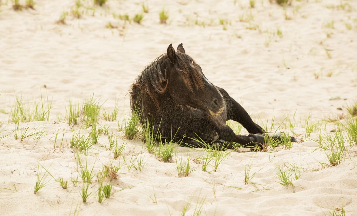 sable island: conheça a ilha canadense habitada por cavalos selvagens
