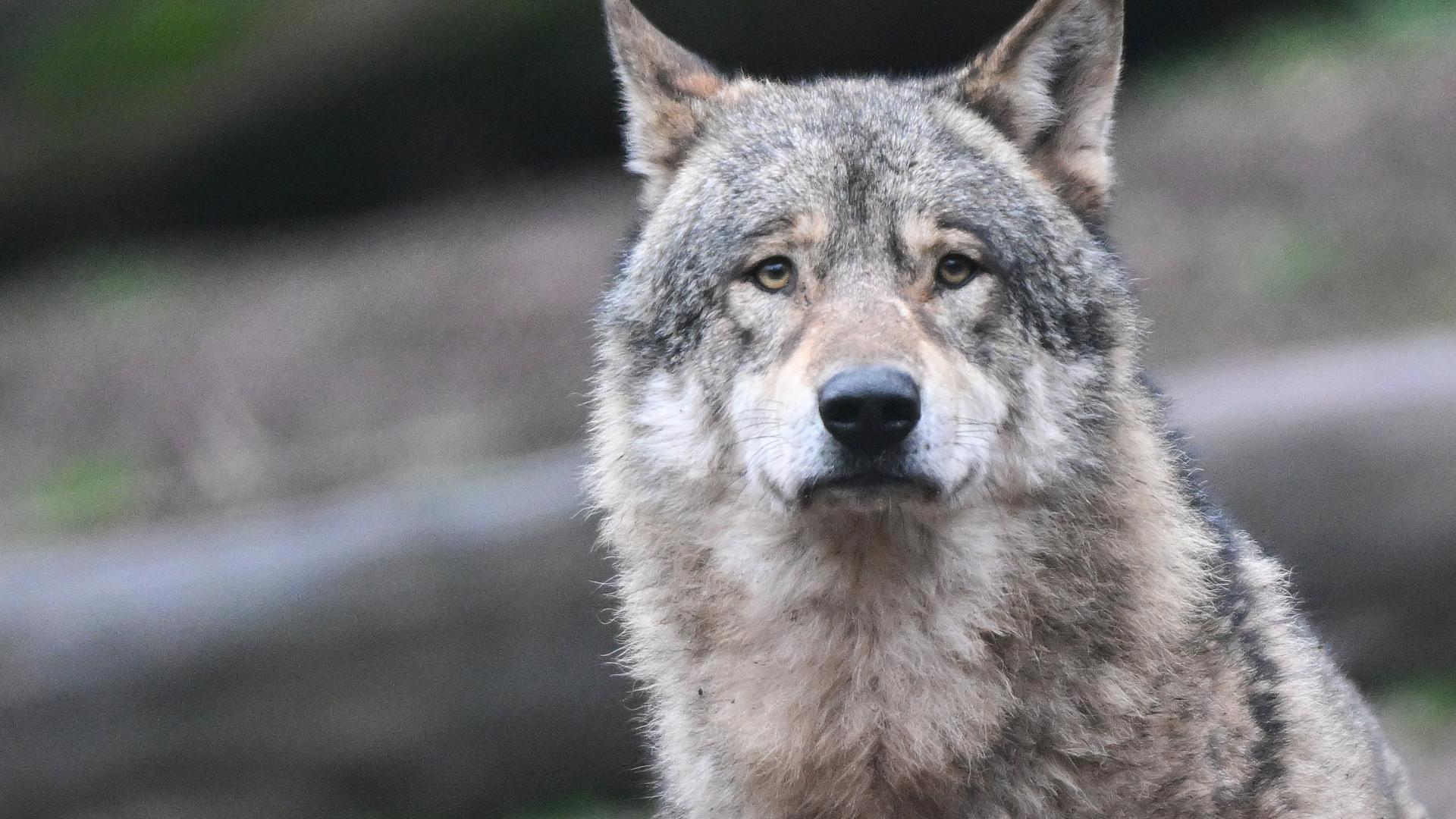 wolf-abschuss-prämie brachte kärntner bürgermeister vor kadi