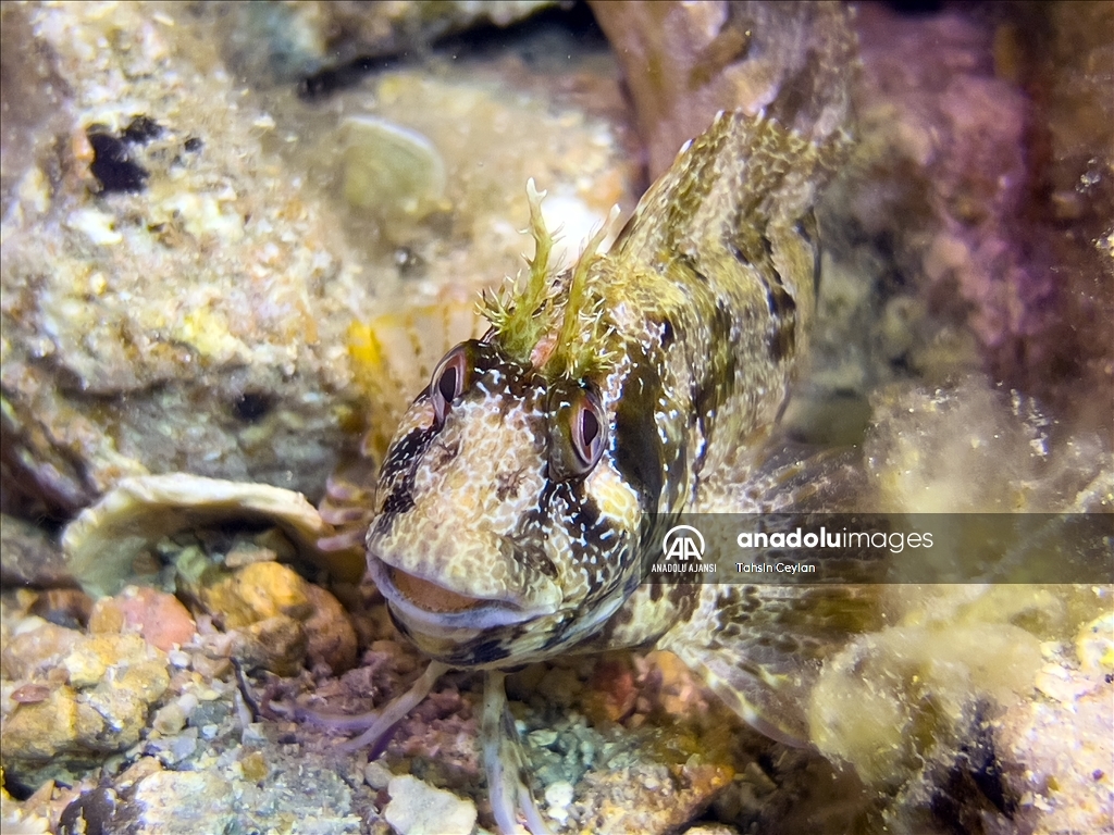 ayvalık'ta müren balığı ile karidesin simbiyotik ilişkisi kameralara yansıdı