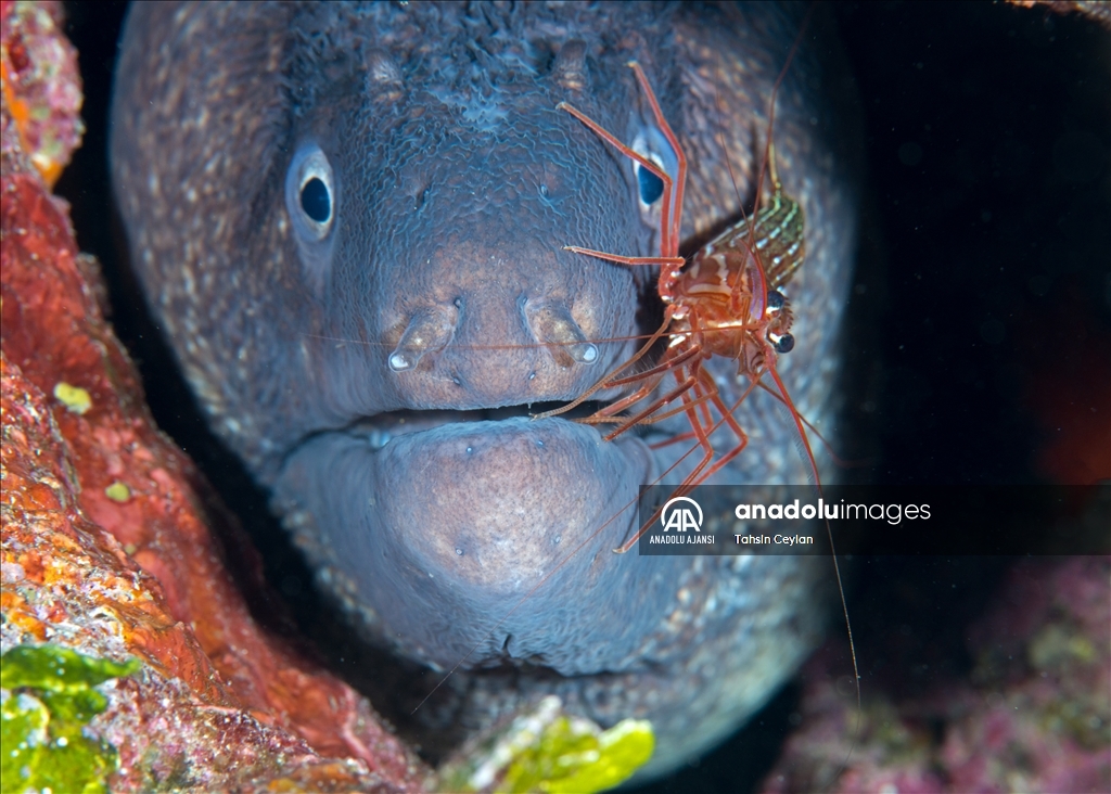 ayvalık'ta müren balığı ile karidesin simbiyotik ilişkisi kameralara yansıdı
