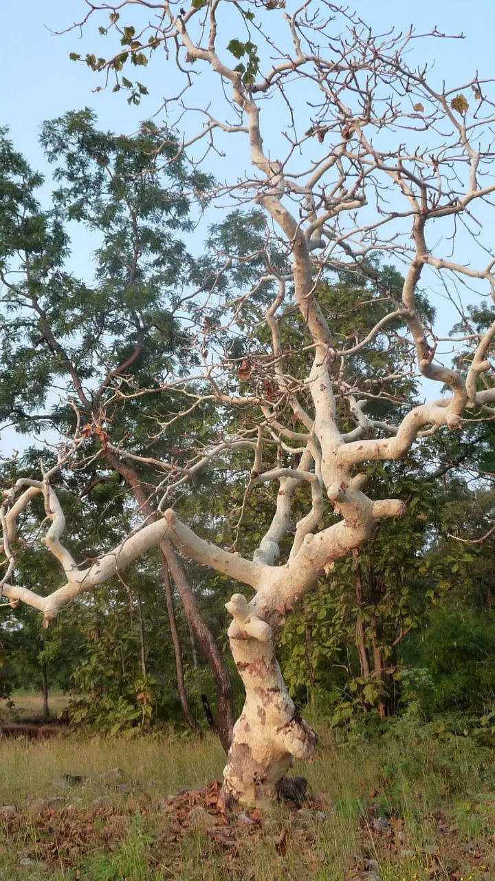 10 most unique trees found in India