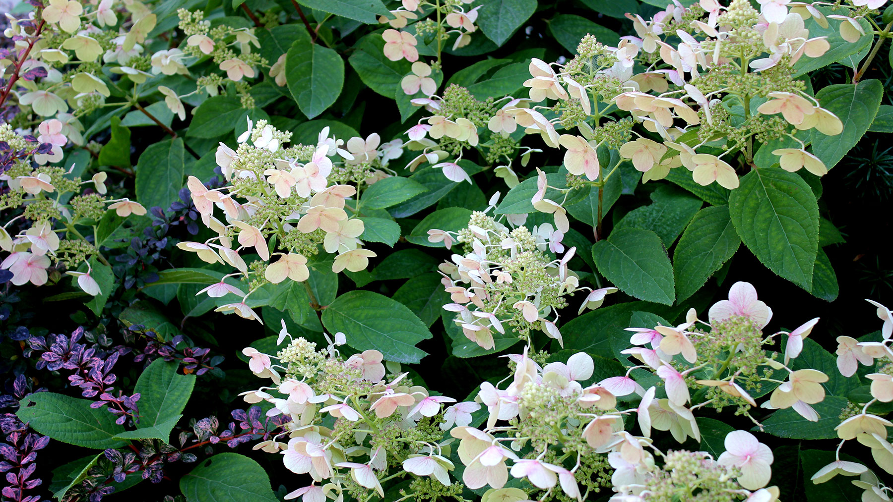 how to, how to, amazon, hydrangea not blooming? here’s why and how to fix the problem