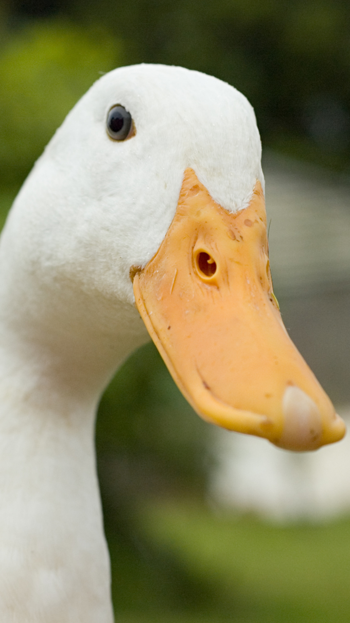 10 animals whose ears cannot be seen