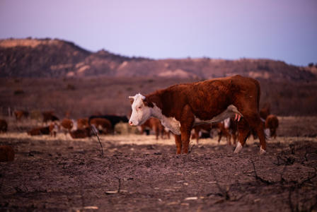 Ted Cruz and Ronny Jackson push legislation to help ranchers who lost livestock in Panhandle wildfires<br><br>