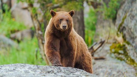 Video compilation shows why you should never chase, harass, or pet a bear<br><br>