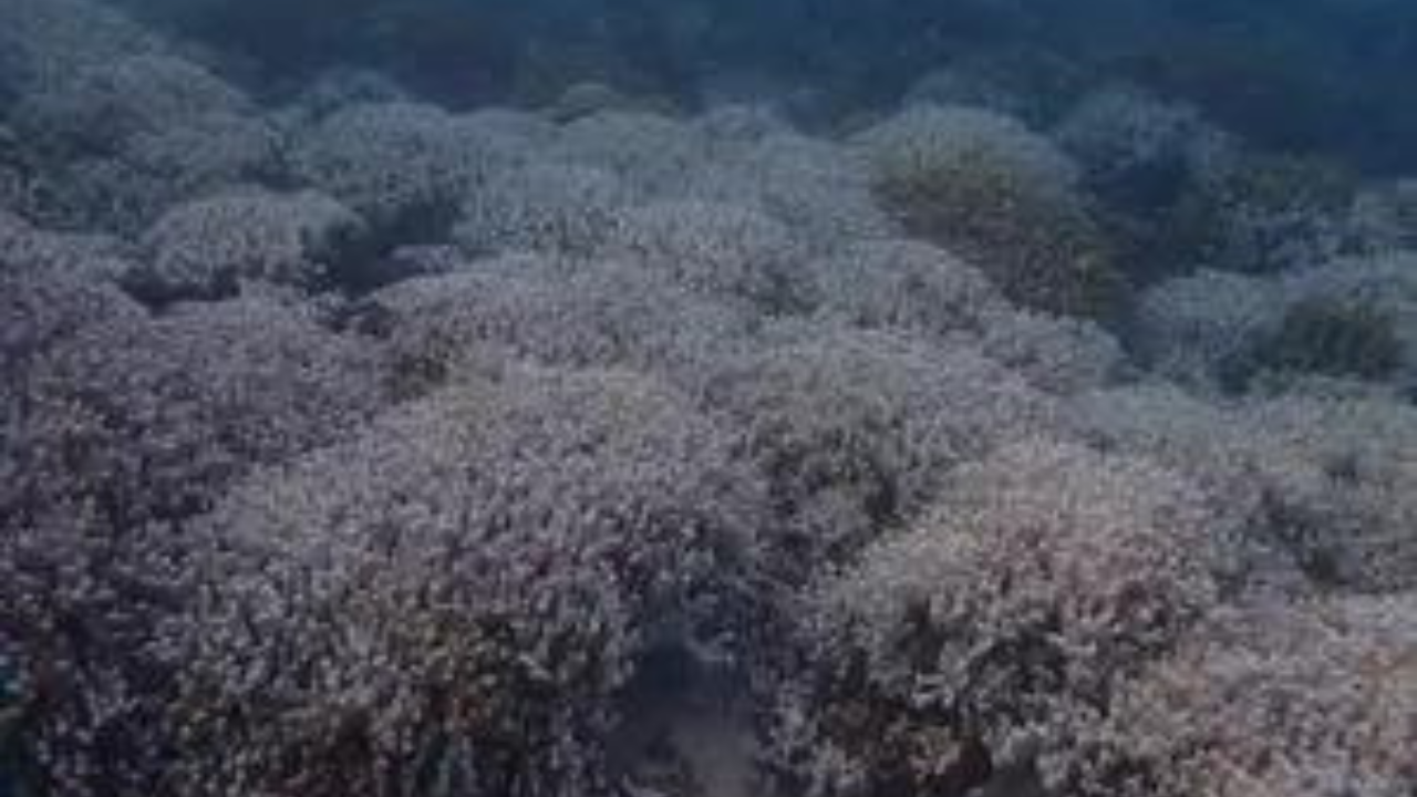 marine heatwaves cause intense coral bleaching in lakshadweep: researchers