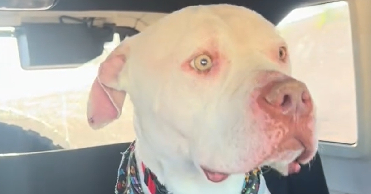 kvinde giver den mest ulykkelige hund på internatet et nyt hjem - videoen er gået viralt