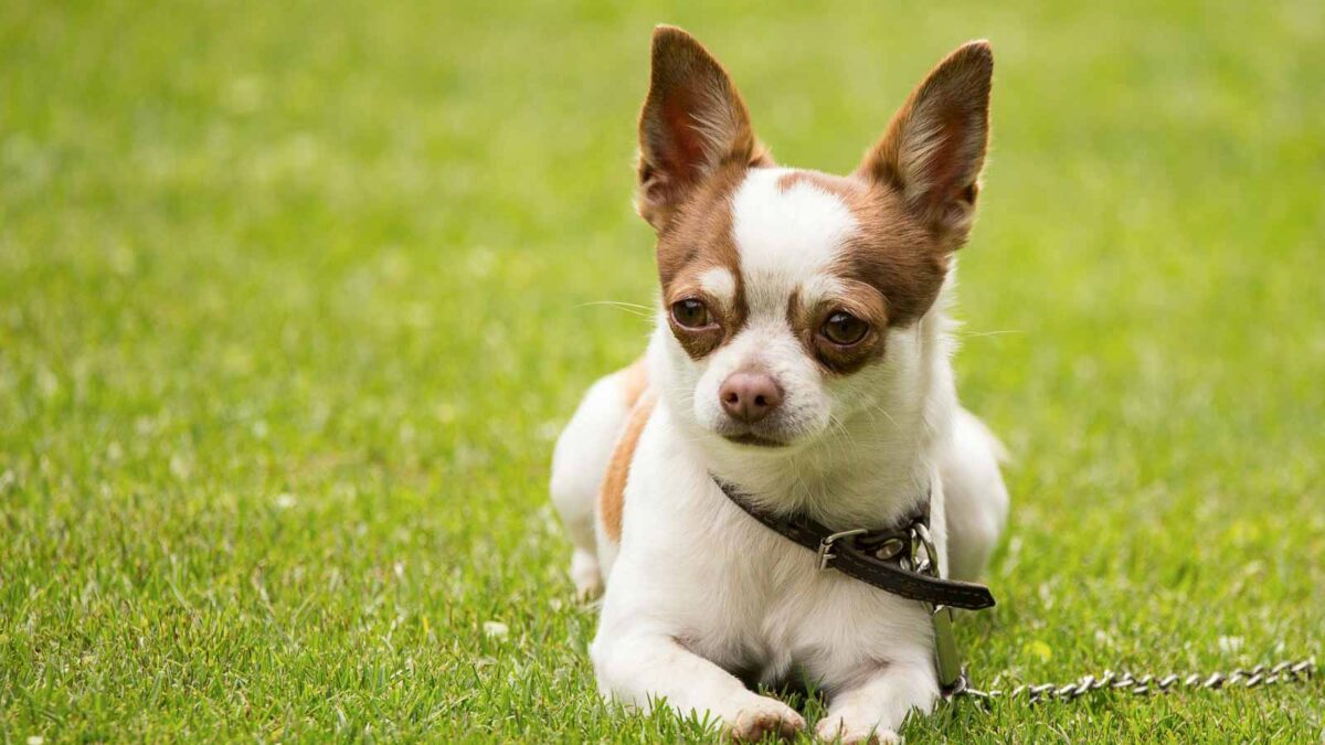 10 Dog Breeds Everyone Gets Wrong