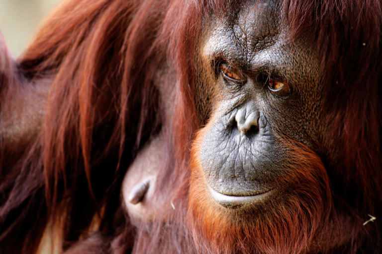 orangutan-baby-louisville-zoo