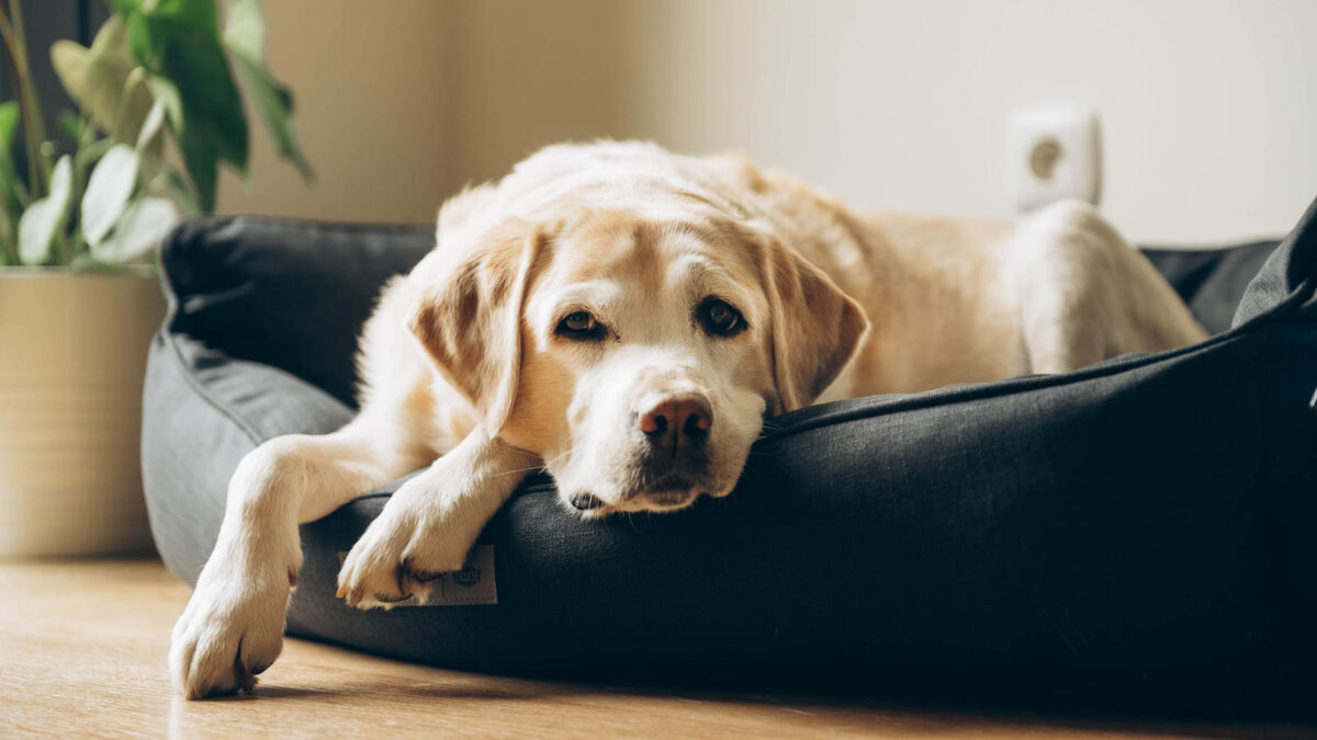 8 Surprising Reasons Dogs Spin Before Lying Down