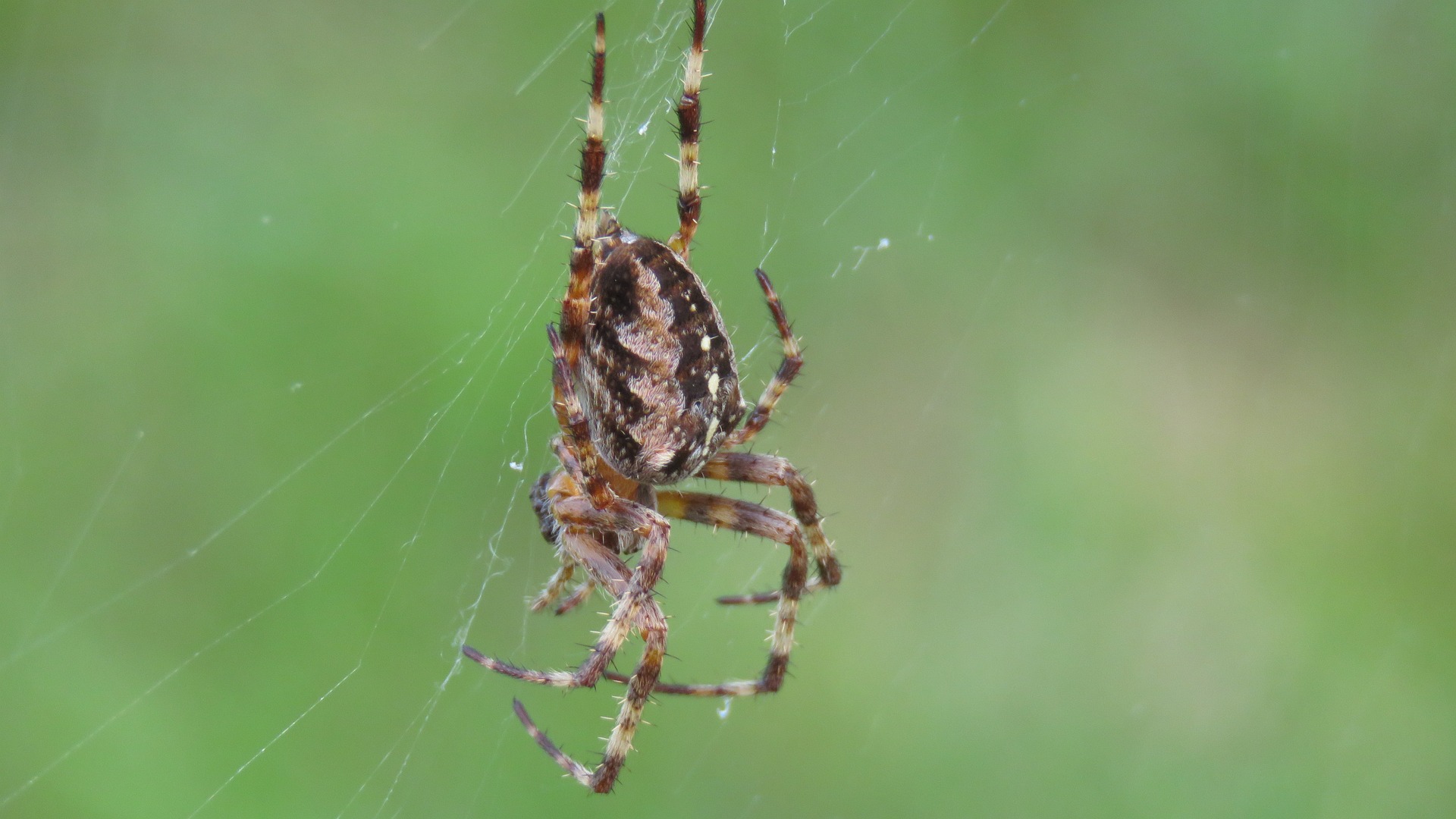 pavouci v domácnosti: jak se jich zbavit jednou provždy