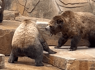 Grizzly Bear Brothers Go Head To Head At Milwaukee Zoo, Mom Comes In To Break It Up<br><br>