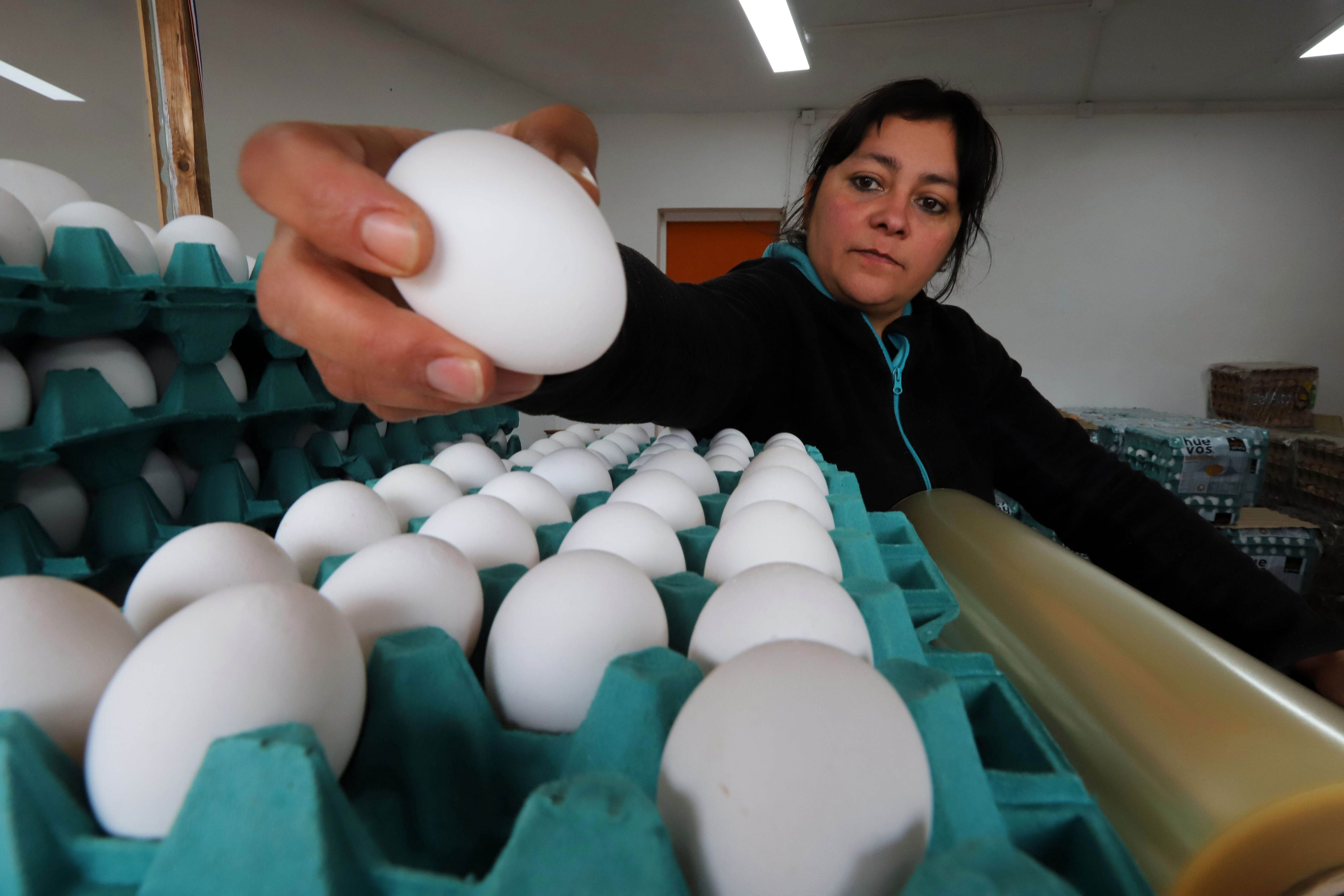 problemas para los bolsillos: autoridades proyectan que valor del huevo podría seguir aumentando durante las próximas semanas