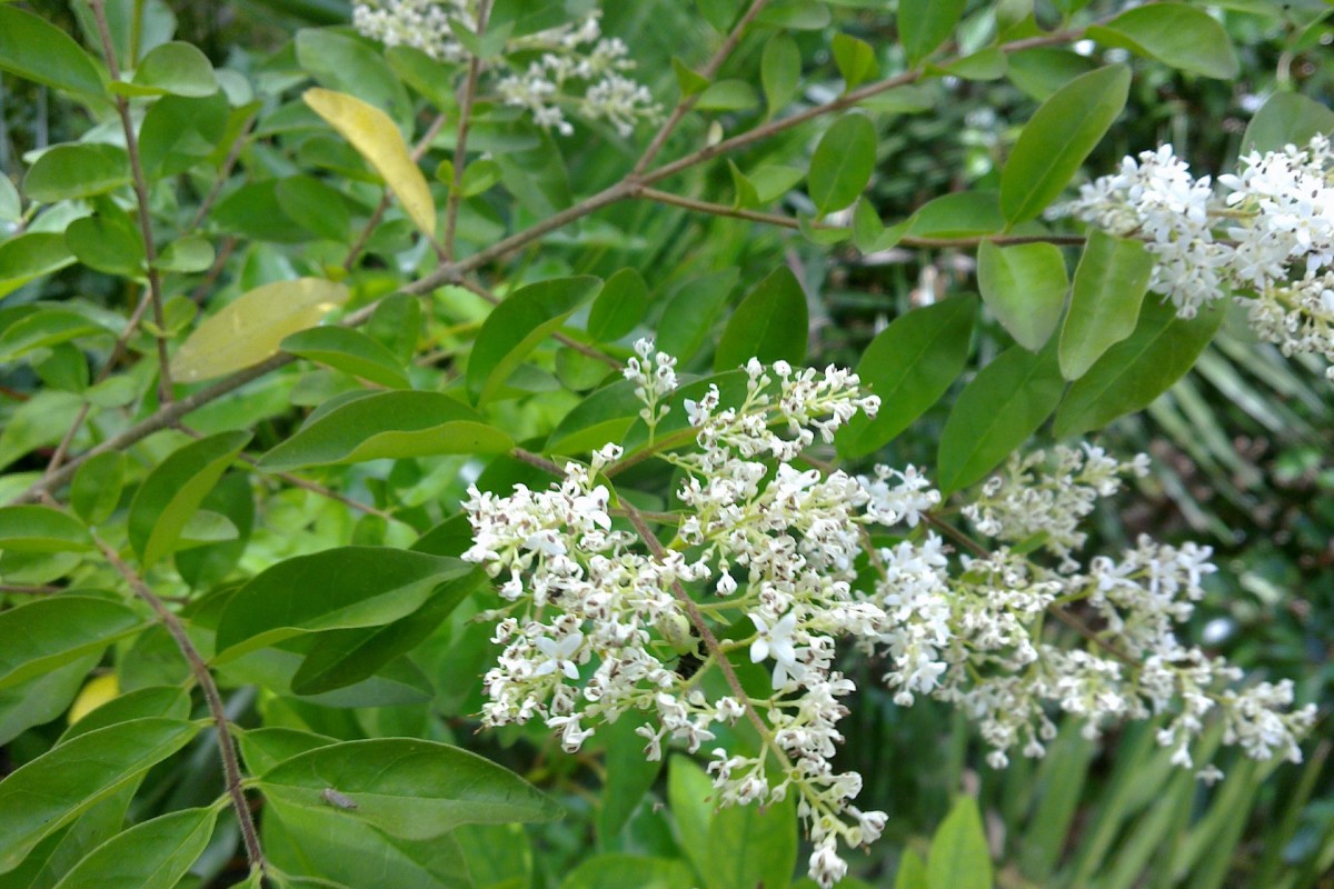 Here are 10 Invasive Plants You Should Never Put In Your Garden and Why