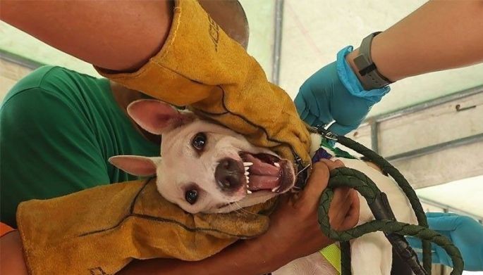 da: 1 pinoy died daily of rabies in 2023