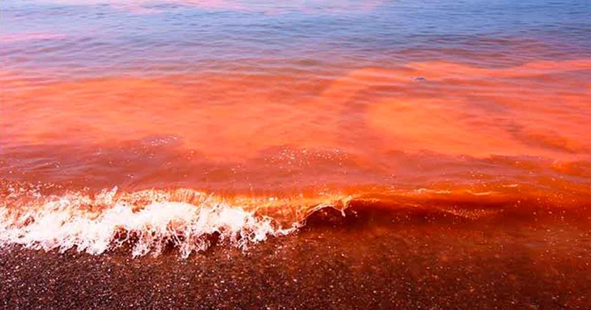 marea roja: ¿qué es y cuáles son los síntomas de comer mariscos con toxinas?
