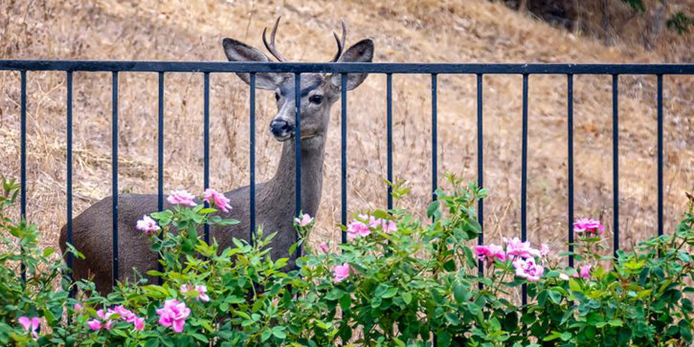 The Chicest Ways to Ward Off Deer