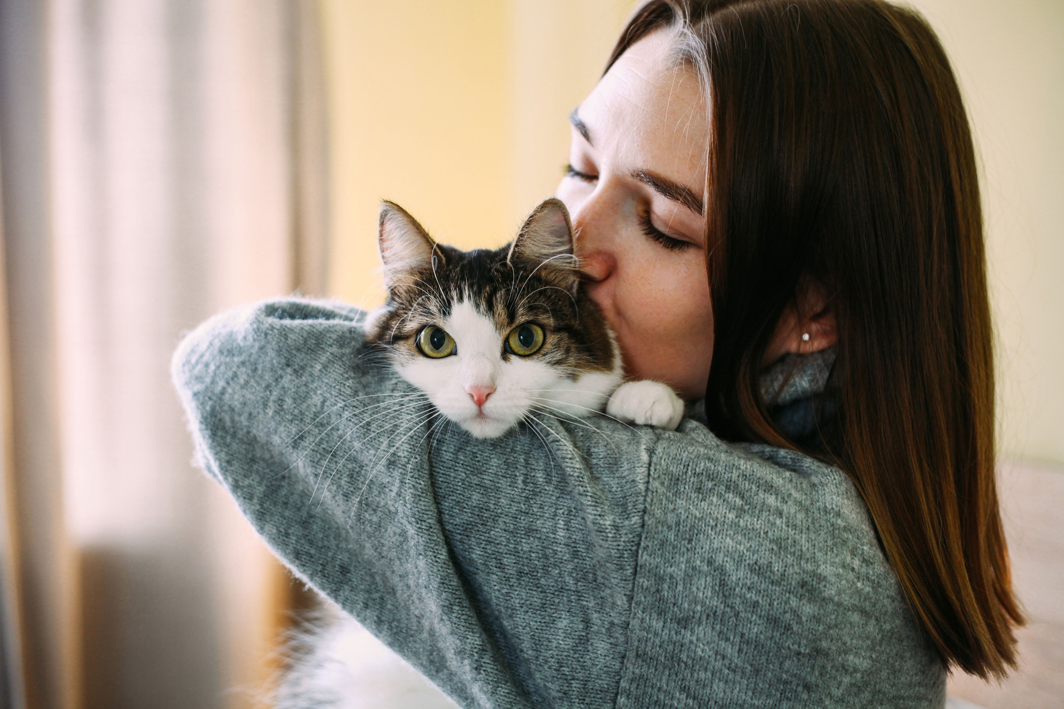 ¿cómo cuidar un gato en casa? 5 elementos que no le pueden faltar