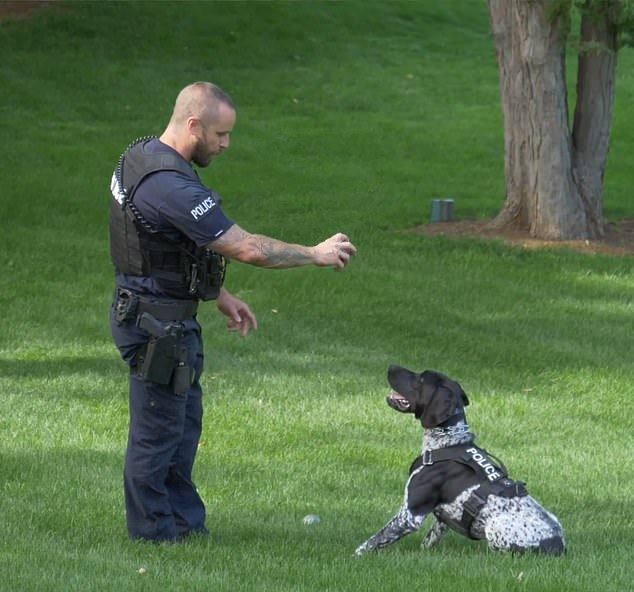 heroic k9 mercury finds missing 85-year-old woman clinging to tree