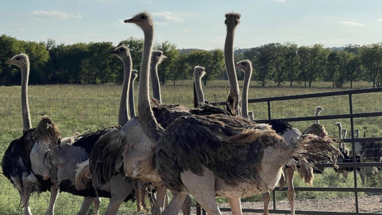 Nearly 200 ostriches swept away from Central Texas ranch during ...