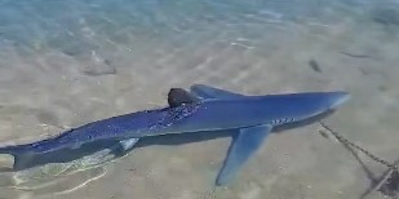 γαλάζιος καρχαρίας σε μαρίνα στη γλυφάδα: «δεν υπάρχει κανένας λόγος ανησυχίας», λένε οι ειδικοί [βίντεο]