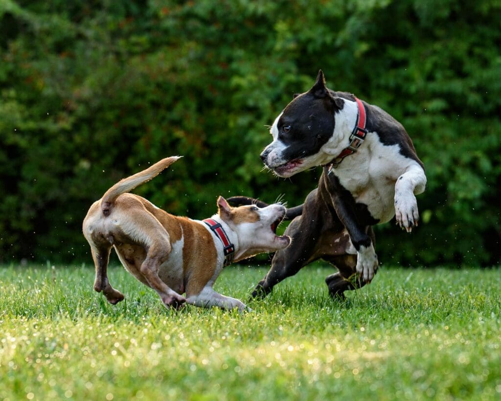 10 Ways to Stop Your Dog from Fighting