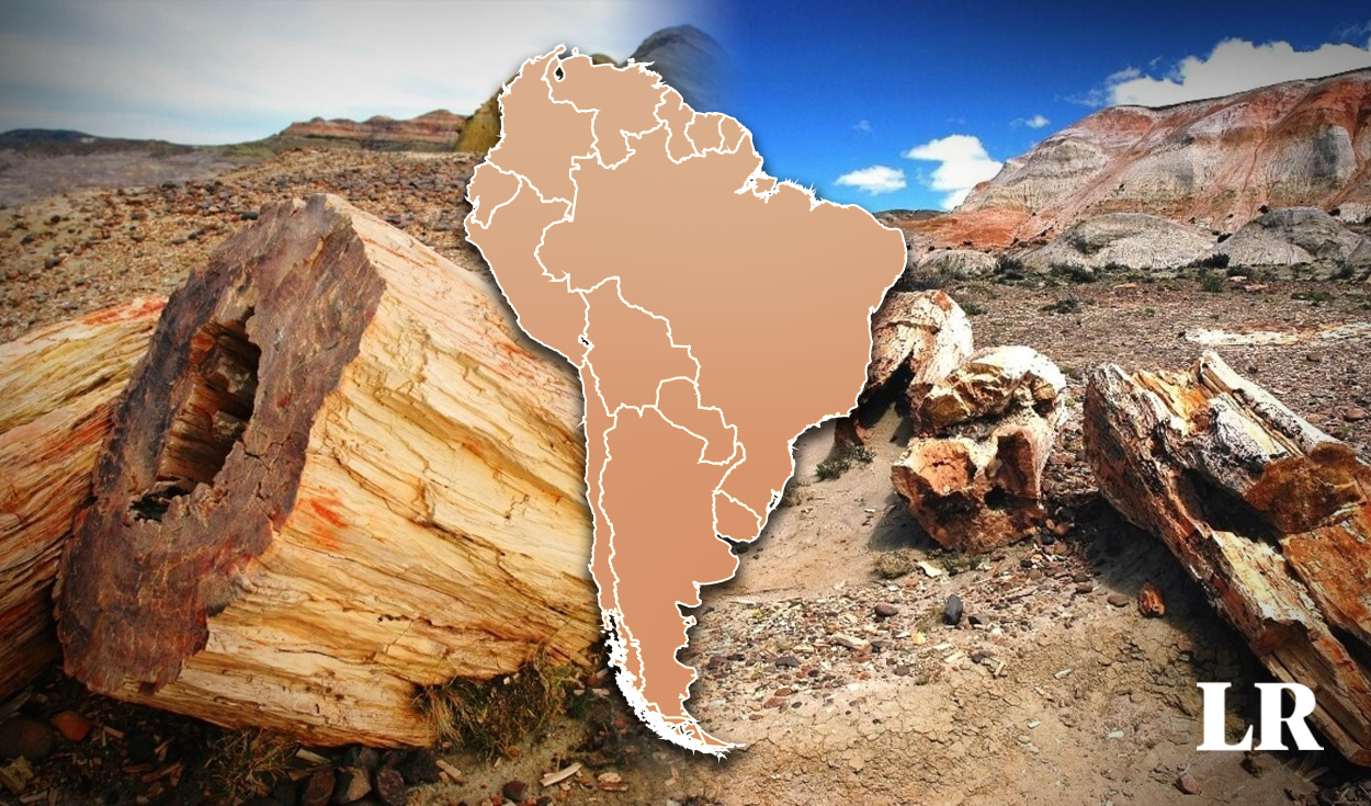 el bosque petrificado más grande del mundo está en sudamérica: hay árboles desde hace 65 millones de años