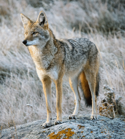 50 of the Most Dangerous Animals in Each U.S. State