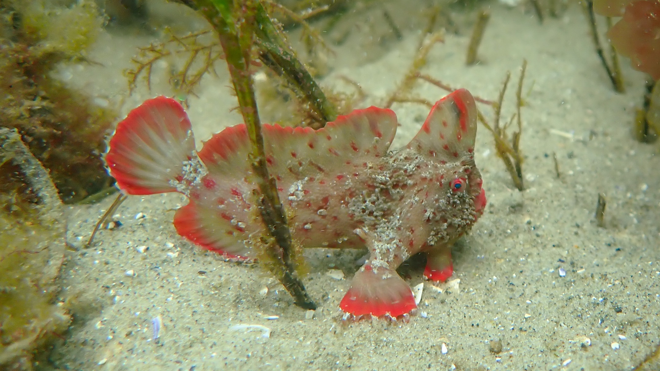rare red handfish returned to tasmanian wild after riding out marine heatwave in tank