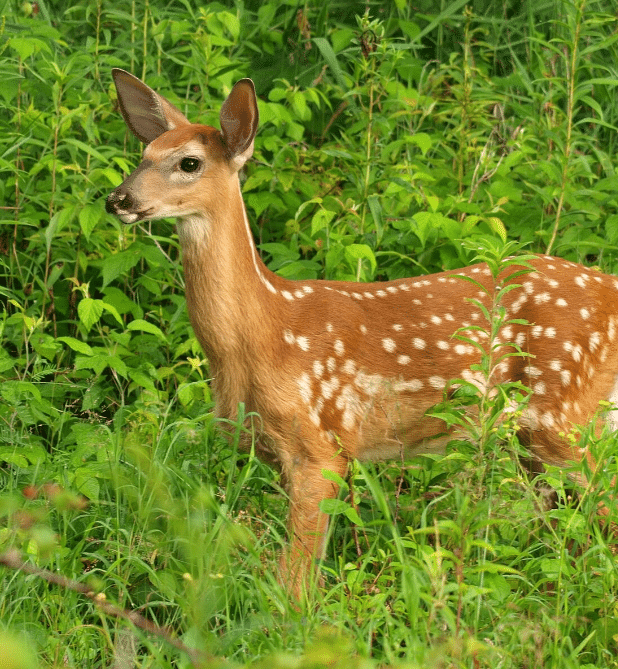 50 of the Most Dangerous Animals in Each U.S. State