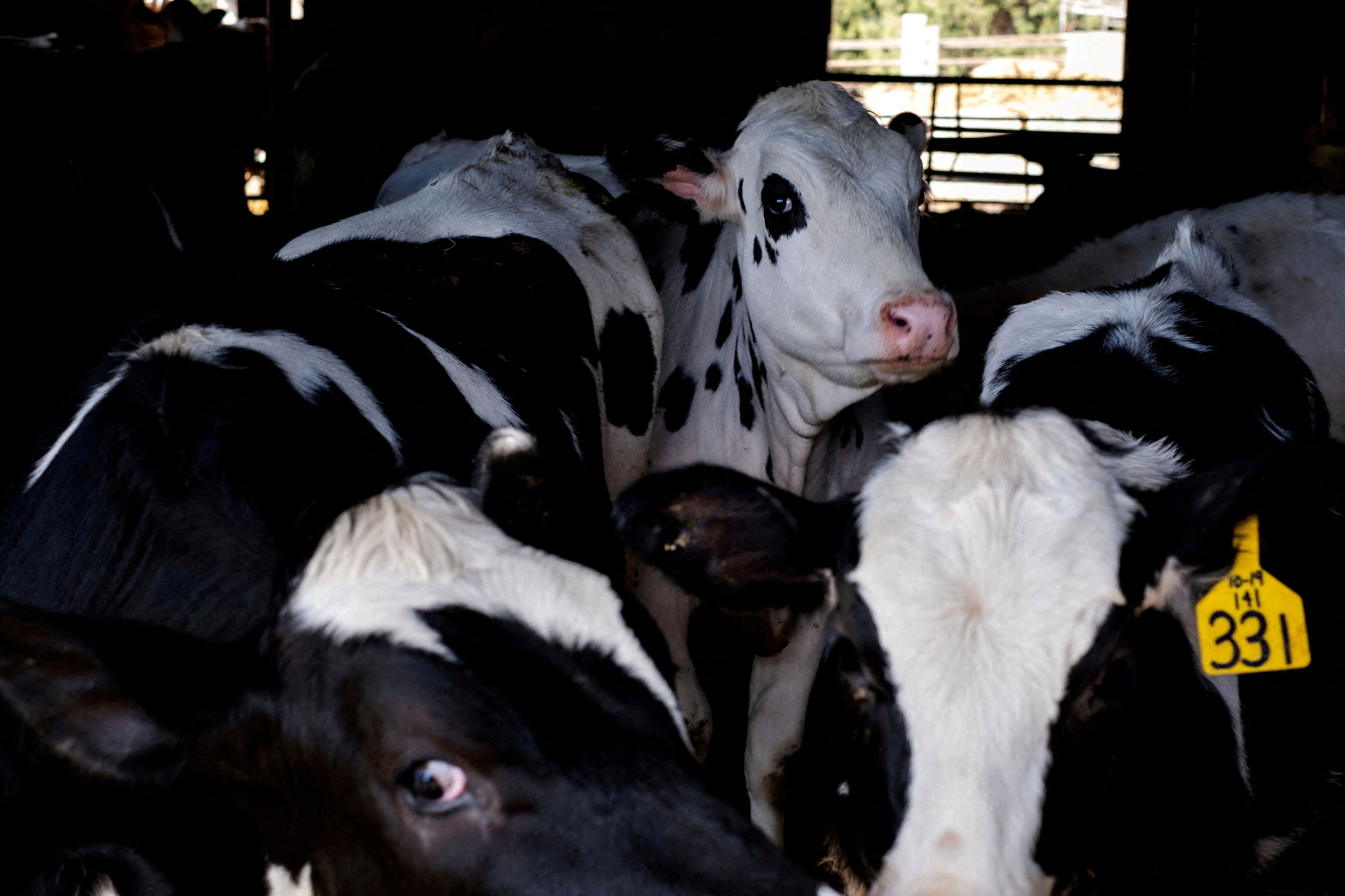 la propagación del virus de la gripe aviar en granjas de vacas lecheras de estados unidos inquieta a la oms