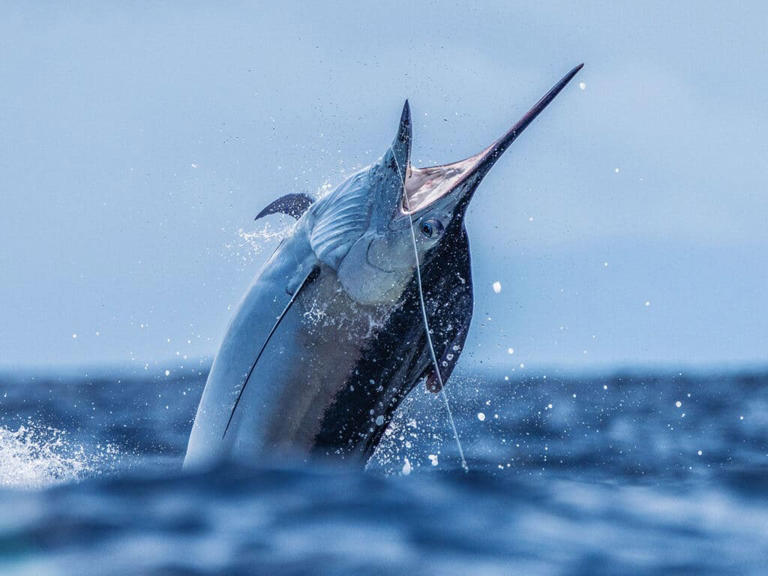 A large black marlin breaks the surface of the ocean on the leader.