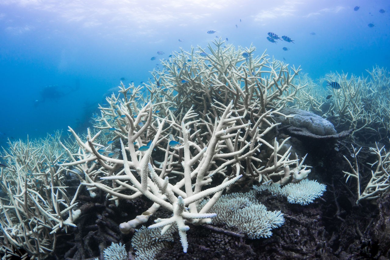 'โลกร้อน' ทะเลร้อนทะลุ 32 องศา อันตรายจาก 'ปะการังฟอกขาว'