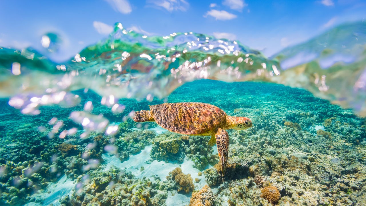 'โลกร้อน' ทะเลร้อนทะลุ 32 องศา อันตรายจาก 'ปะการังฟอกขาว'