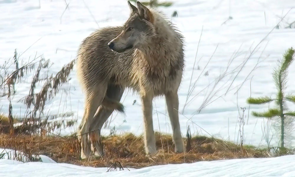 video shows 'chilling’ interaction between grand teton wolf, coyote