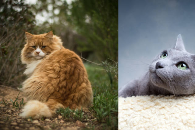 estas son las 10 razas de gatos más lindas, según un estudio