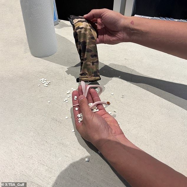 passenger hides baby snakes in his pants and tries to board flight