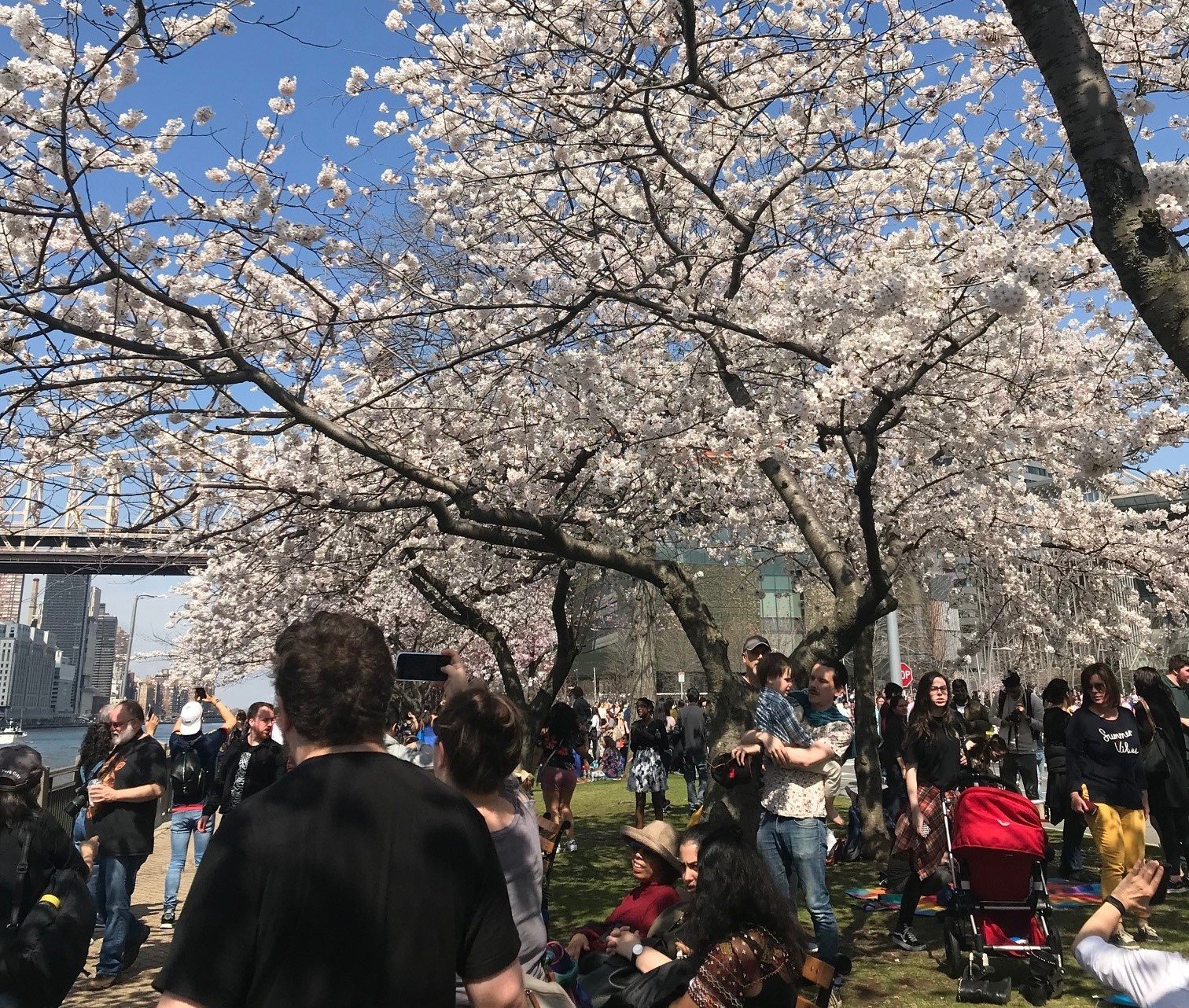 ニューヨークで空前のお花見ブーム 「日本のものはカッコイイ」だけじゃない切実な懐事情とは